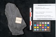 Foto (Objekt + Etikett) von Noeggerathia palmaeformis Goeppert (NHMW-GEO-2024-0188-10731)